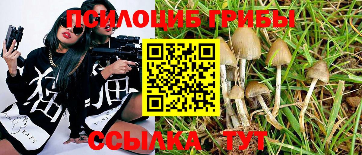 Галлюциногенные грибы Psilocybe Вольск